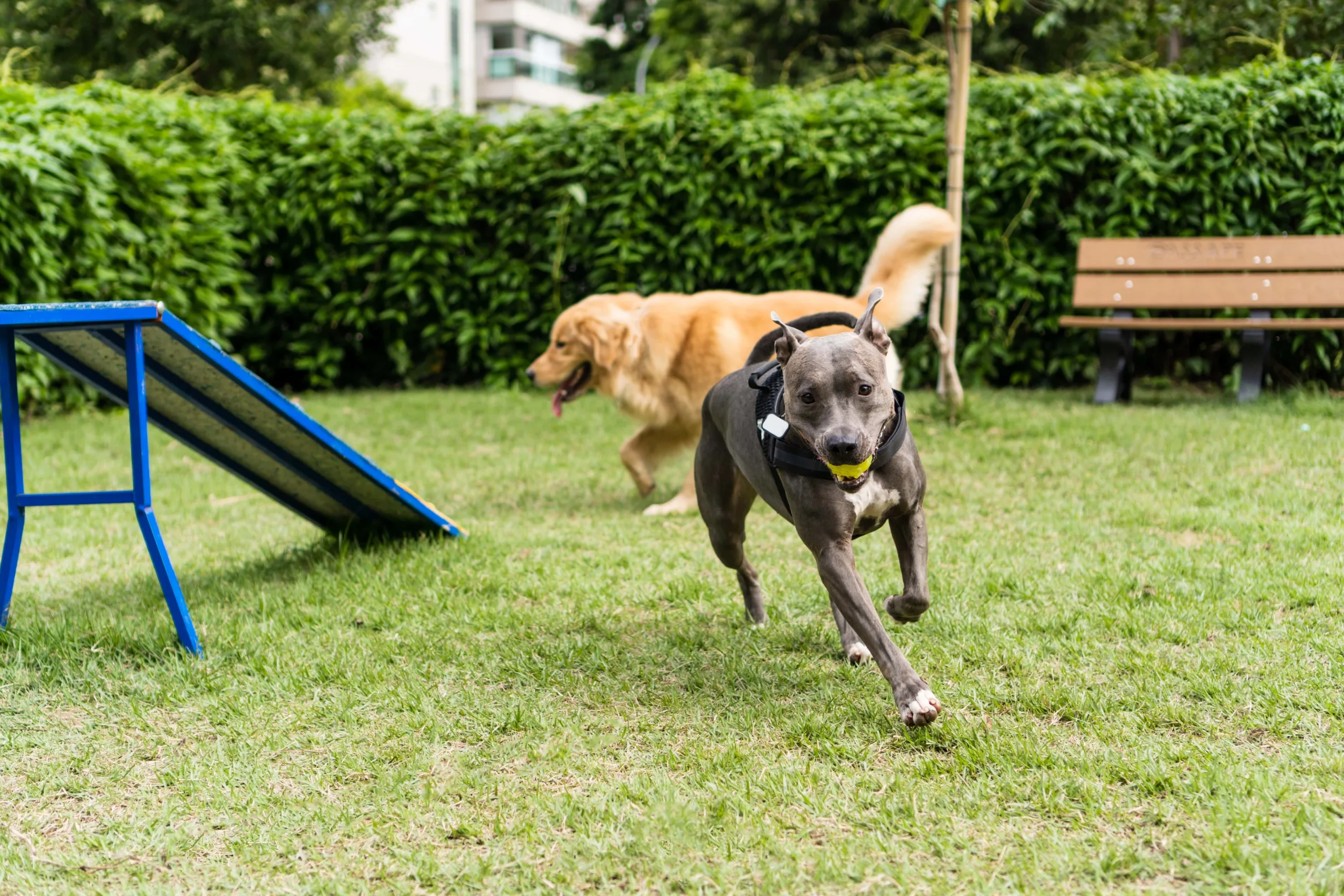 Pitbull with tennis ball running in dog park towards the camera while a Golden Retriever runs behind it, around a ramp and they both have happy body language and big grins on their faces. The dog park is fenced in with bushes and foliage covering the fence.